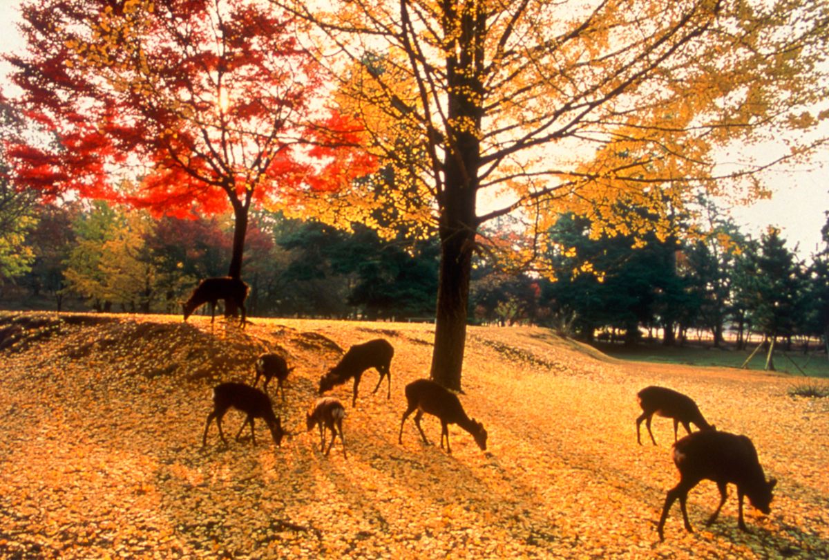 Nara Koen Park