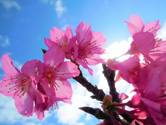 cherryblossom_japan