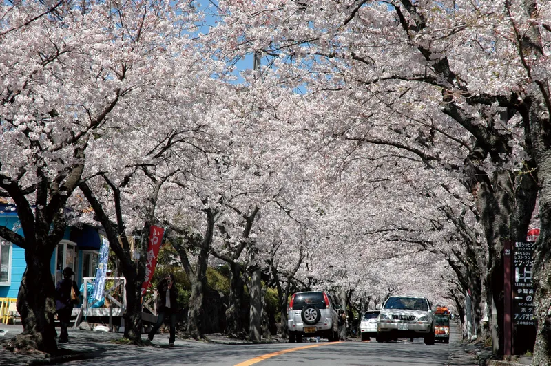 izukogen_highland_cherry_blosso_trees