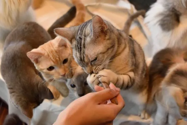 cats1