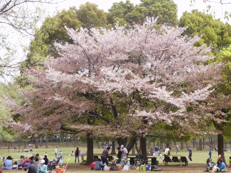 hanami