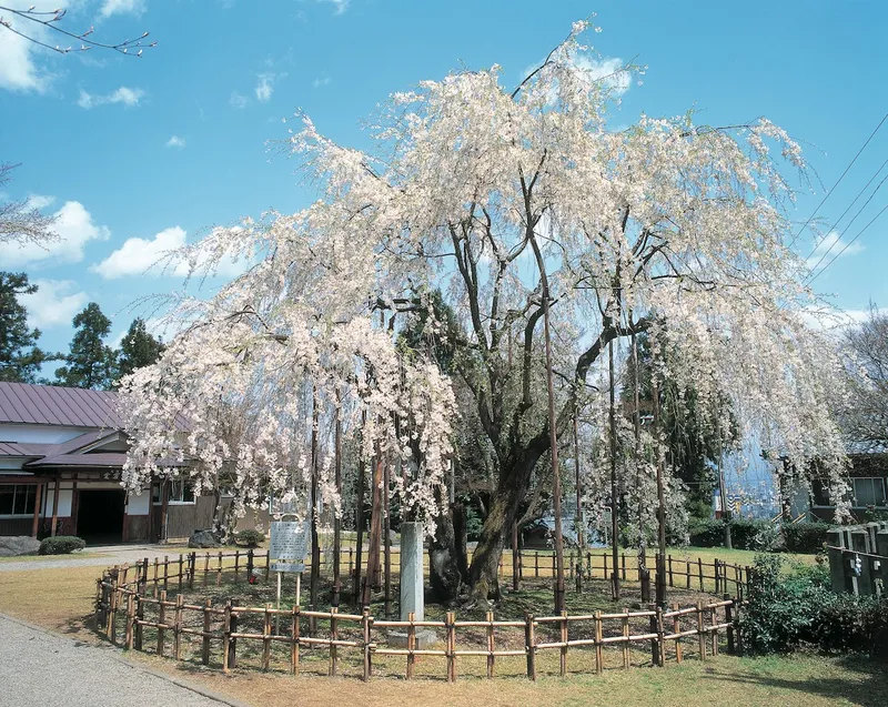 mt_asuwa