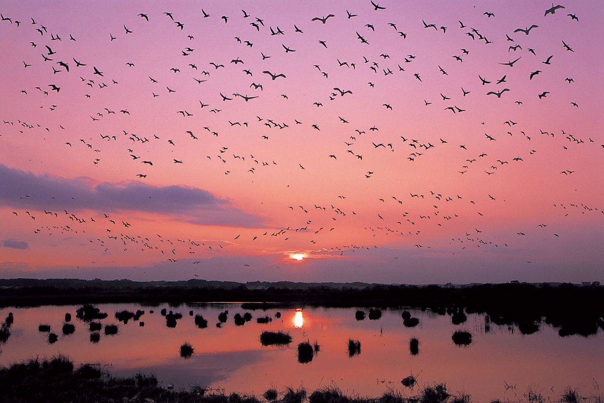 Kabukurinuma Swamp