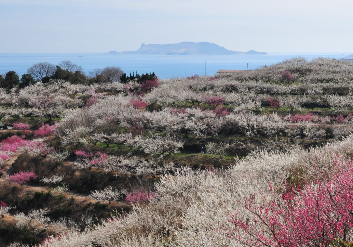 Ayabeyama Bairin Plum Forest