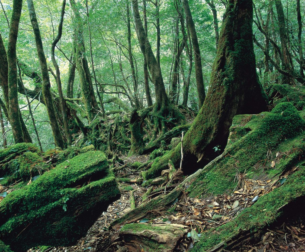 Mossy Forest