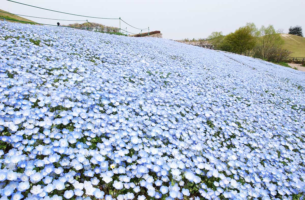 Sanuki Mannou Koen Park