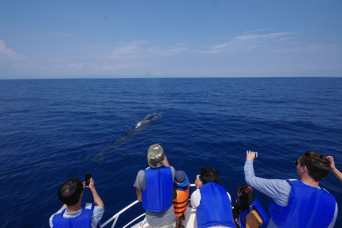 Ogata Whale Watching