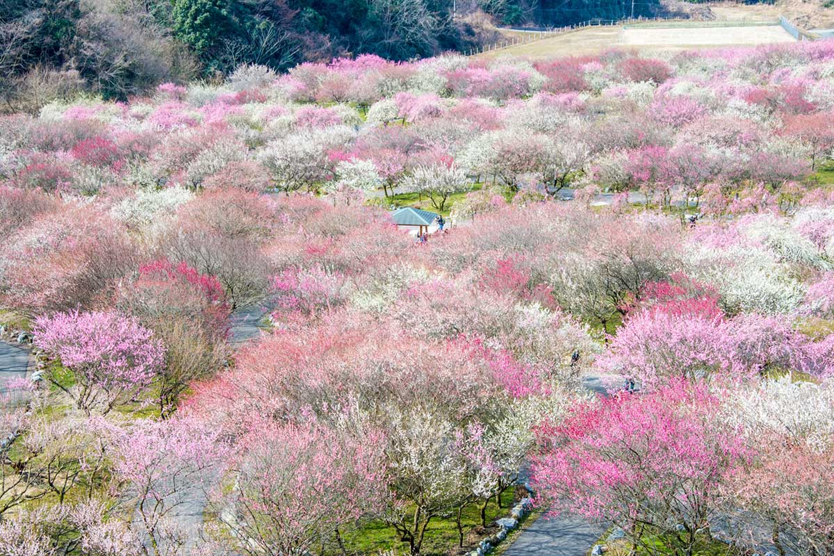 Inabe City Bairin Koen Park