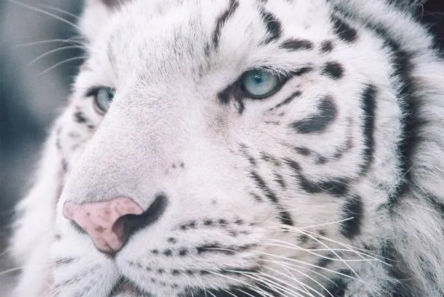 white-tiger