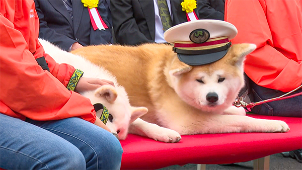 Akita Dog Visitor Center