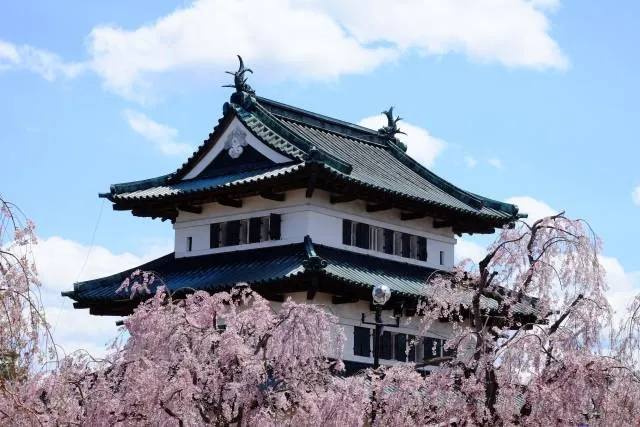 cherryblossoms1