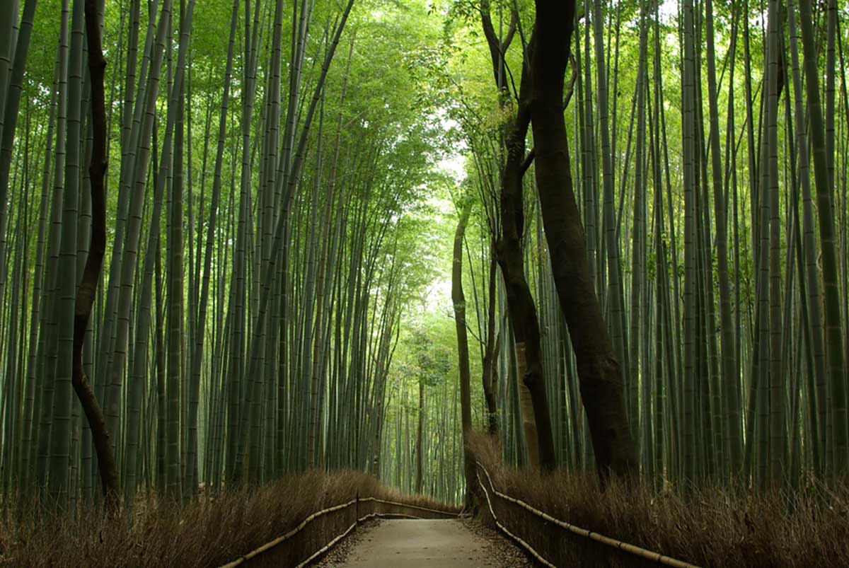 Arashiyama Bamboo Grove