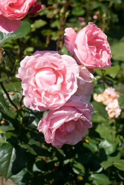 queen-elizabeth-rose