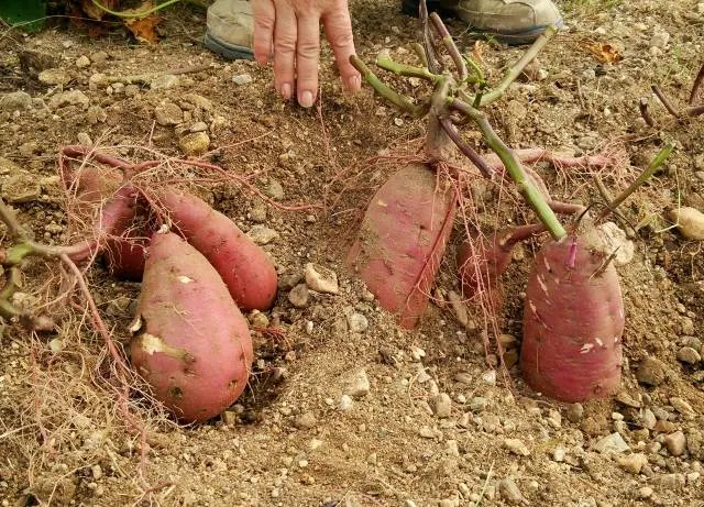 potato