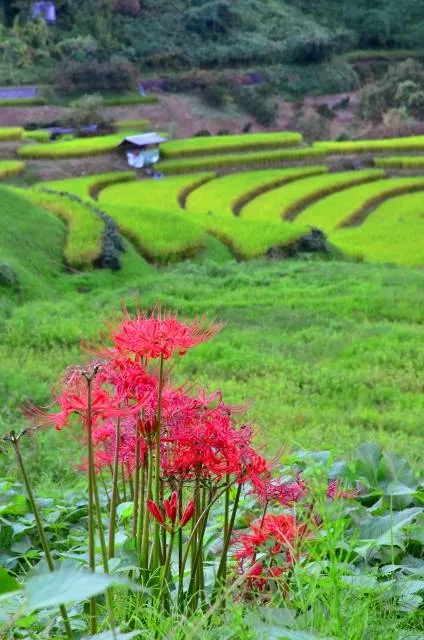 amaryllis