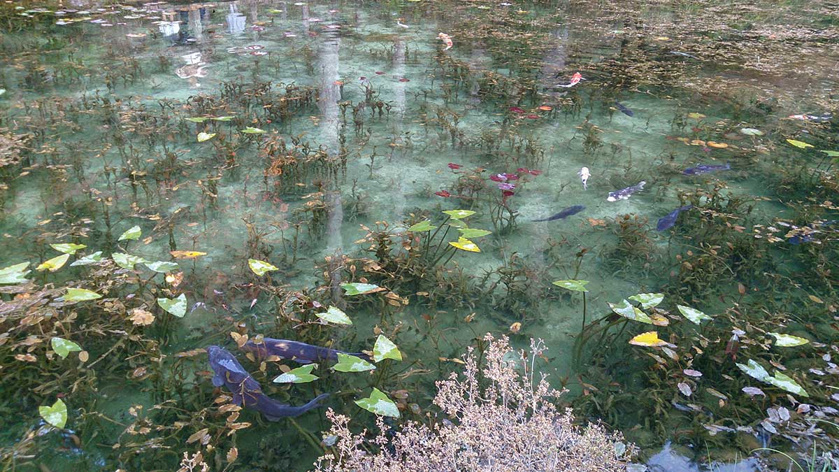 Monet's Pond