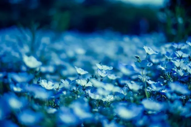 photogenic nemophila