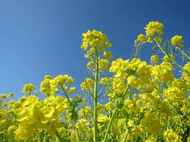 flower1