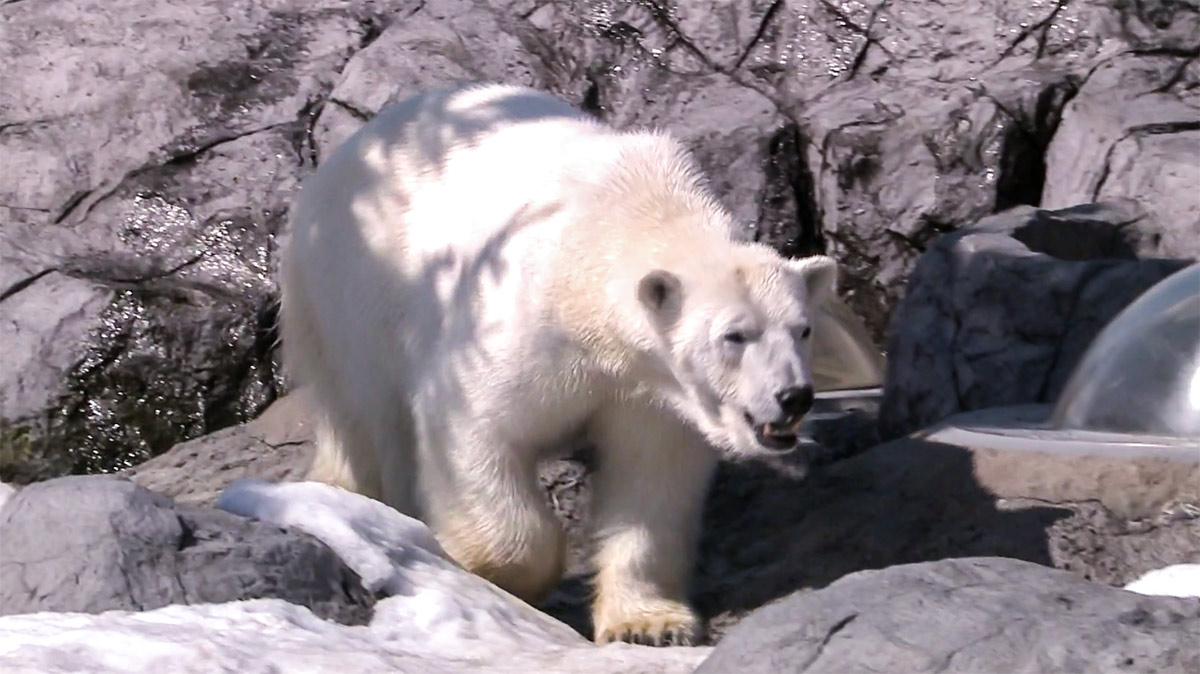 Asahiyama Zoo