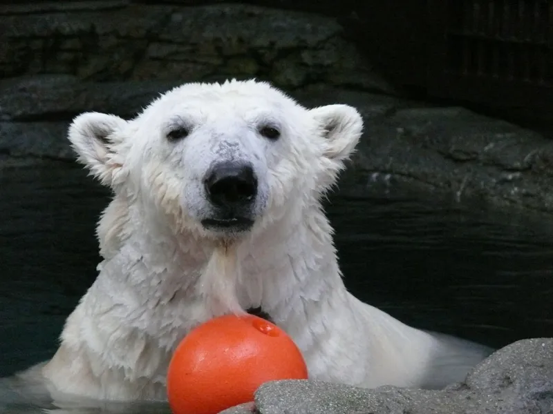 Polar Bear Peace