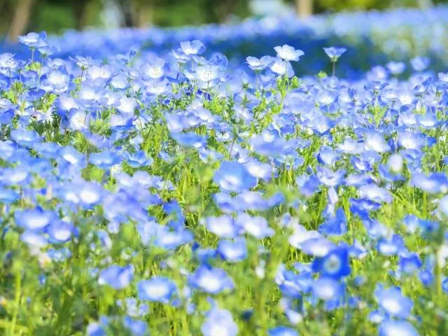 photogenic nemophila