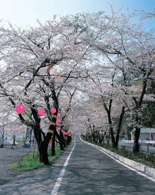 cherryblossom_japan