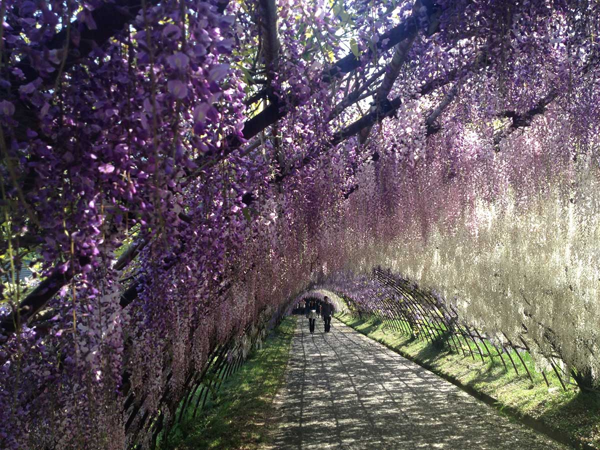 Kawachi Wisteria Garden