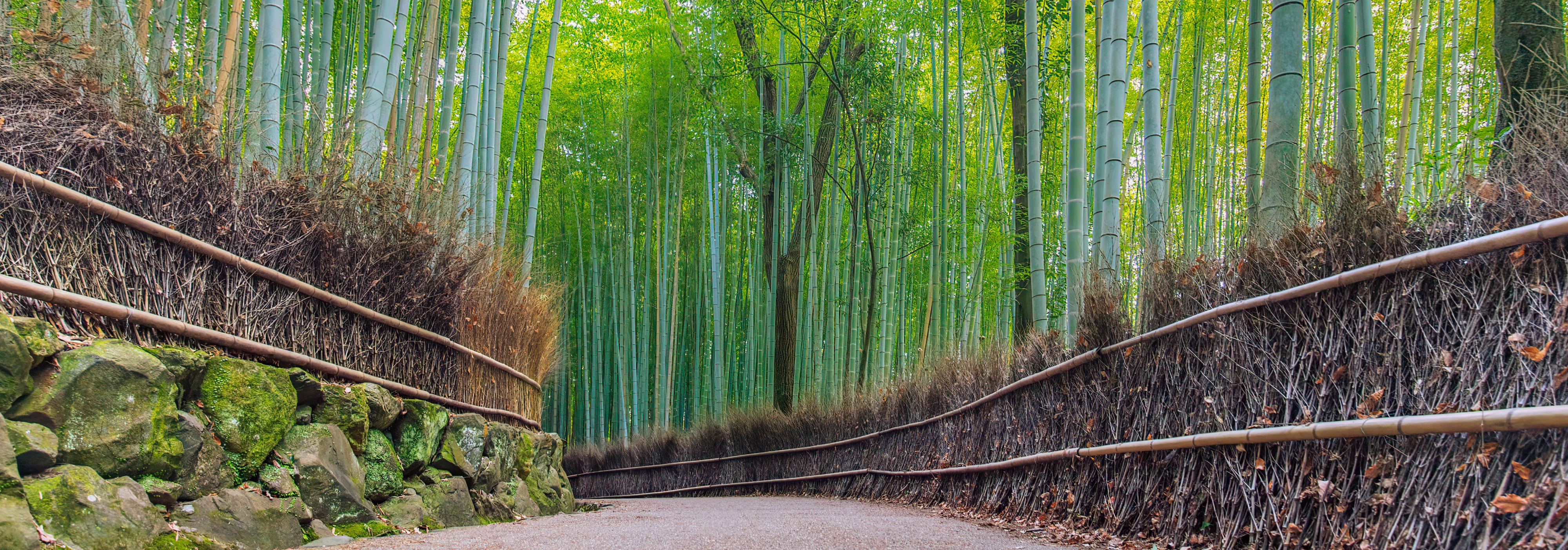 Kameoka + Arashiyama Bamboo