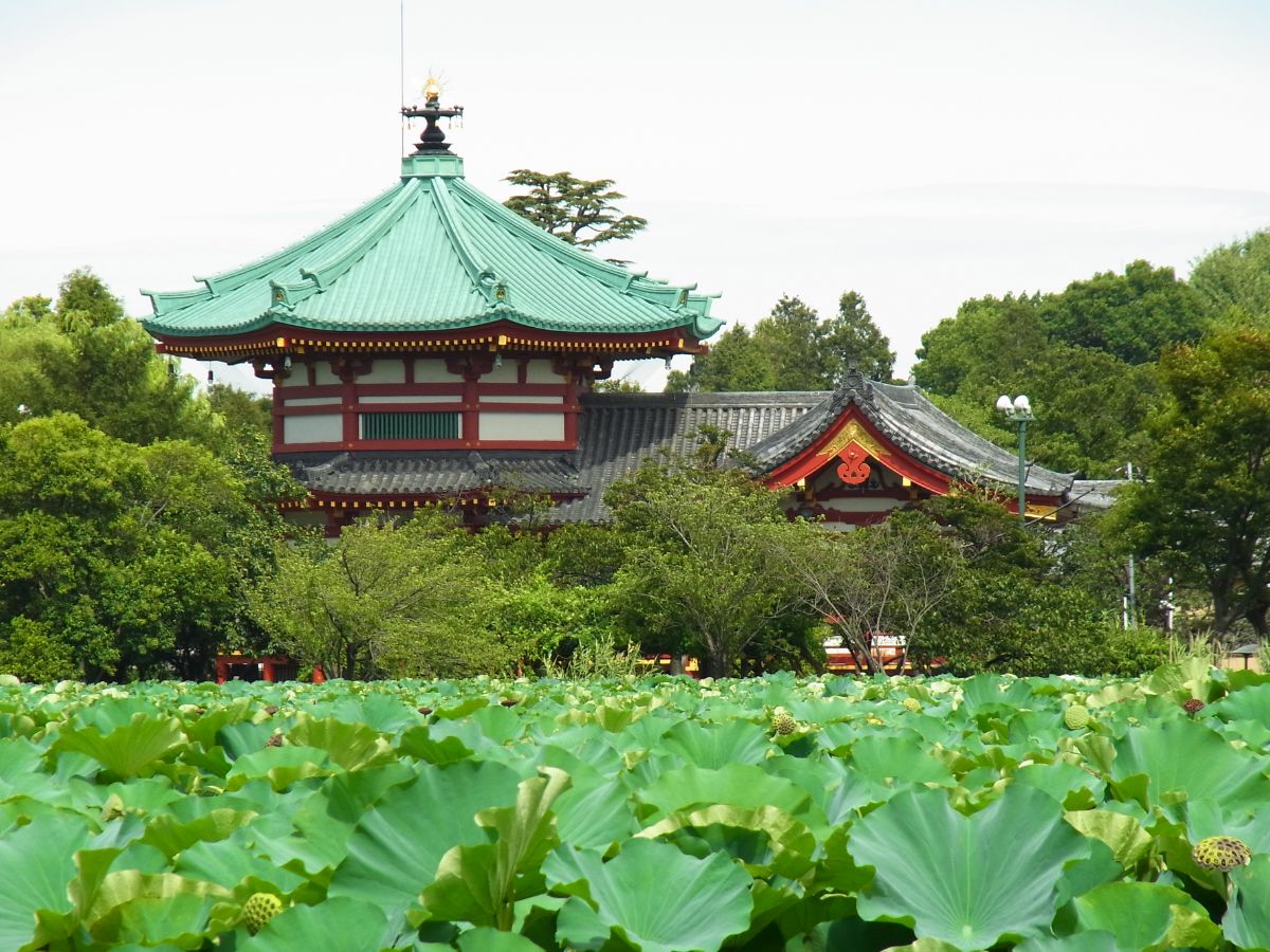 Shinobazunoike Pond-2