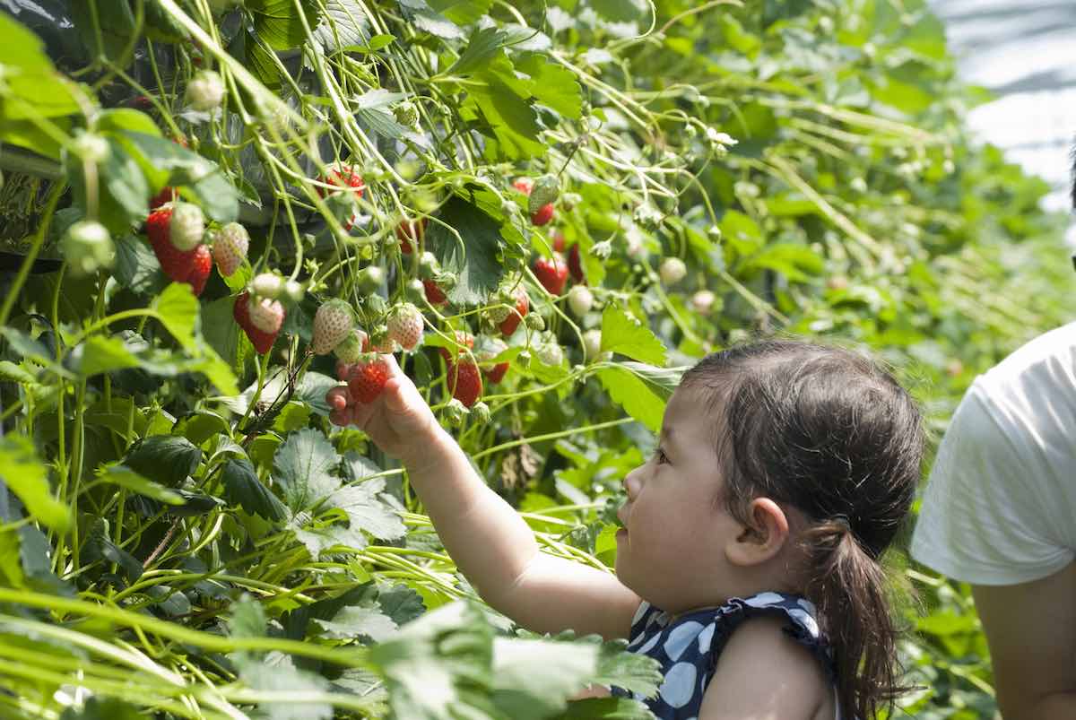 Hamamatsu Fruit Park Tokinosumika