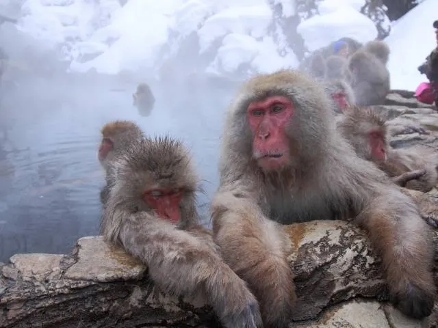 monkey-bath