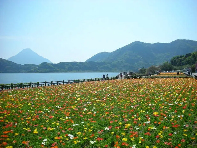 fujiflower