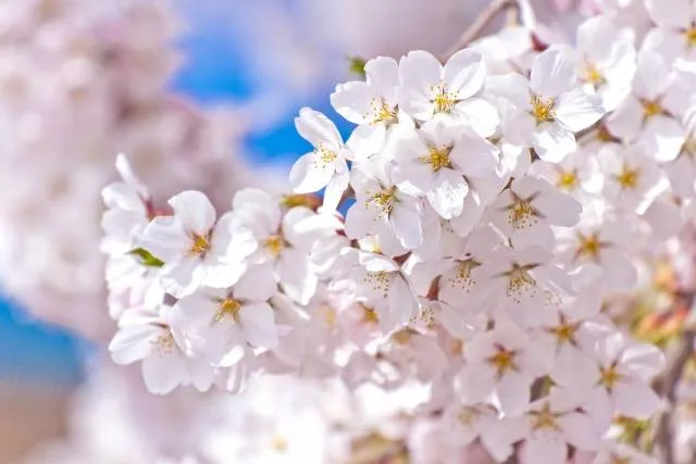 cherryblossom_japan