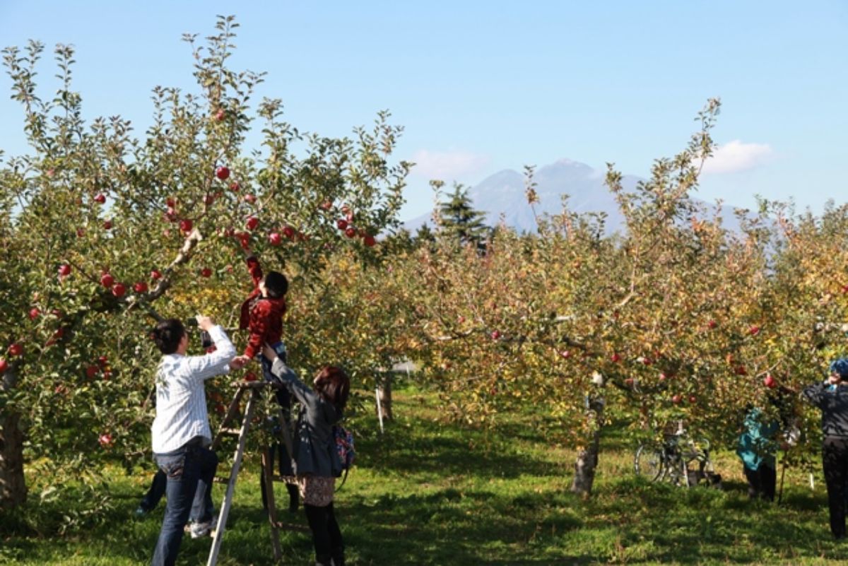 Hirosaki City Apple Park