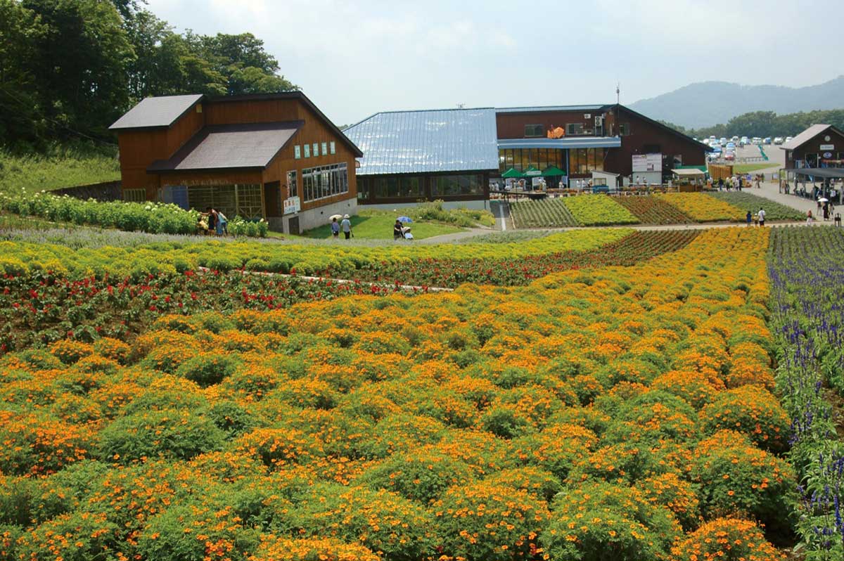 Tambara Lavender Park