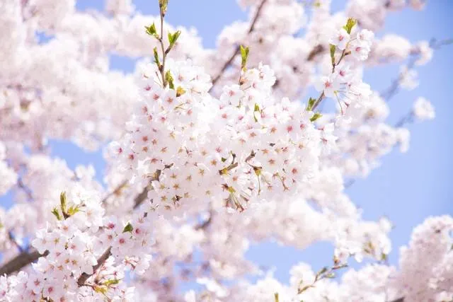 spring