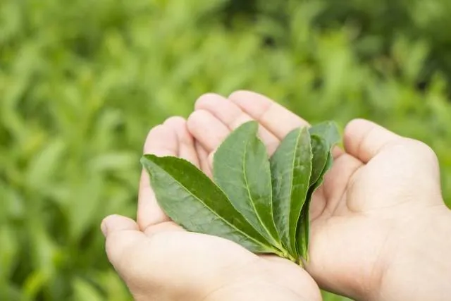 greentea_fukuoka