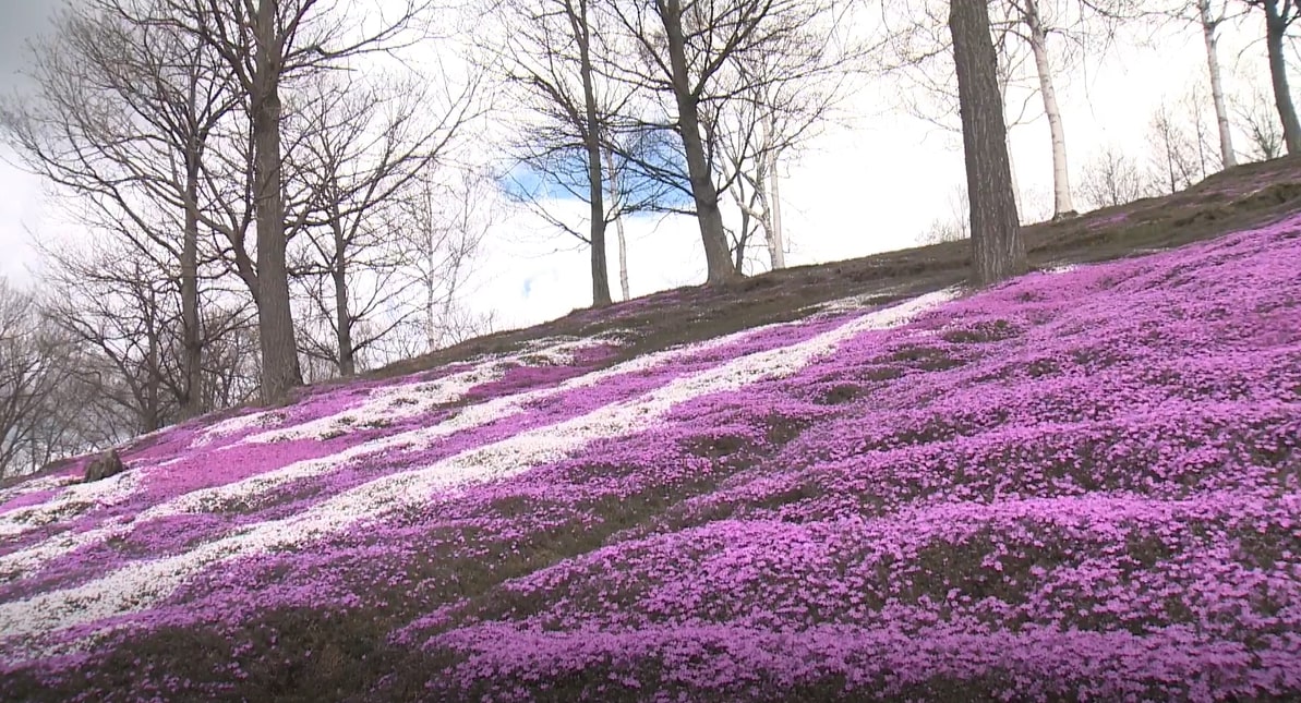 Higashimotoko Shibazakura Koen Park