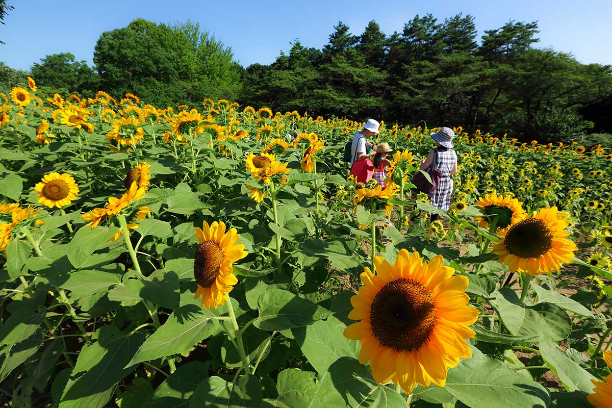 Showa Memorial Park