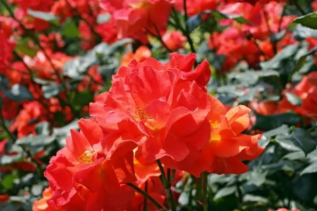 princess-mishiko-rose