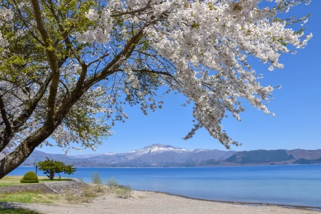 cherry blossoms