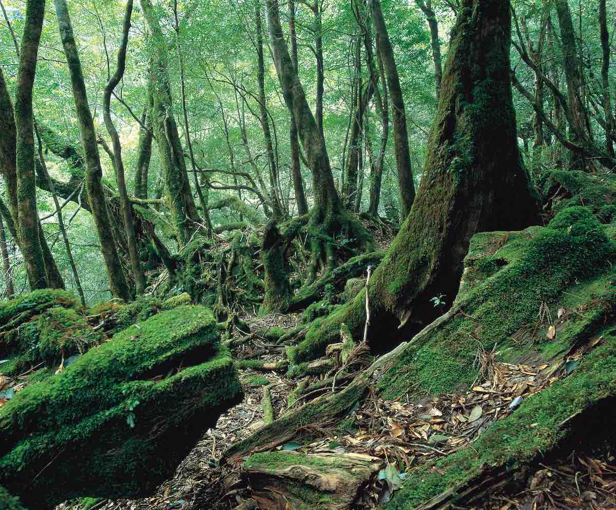 Shiratani Unsuikyo Gorge