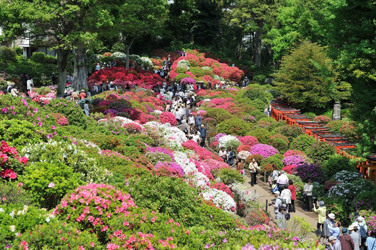 Nezu Jinja Shrine-2