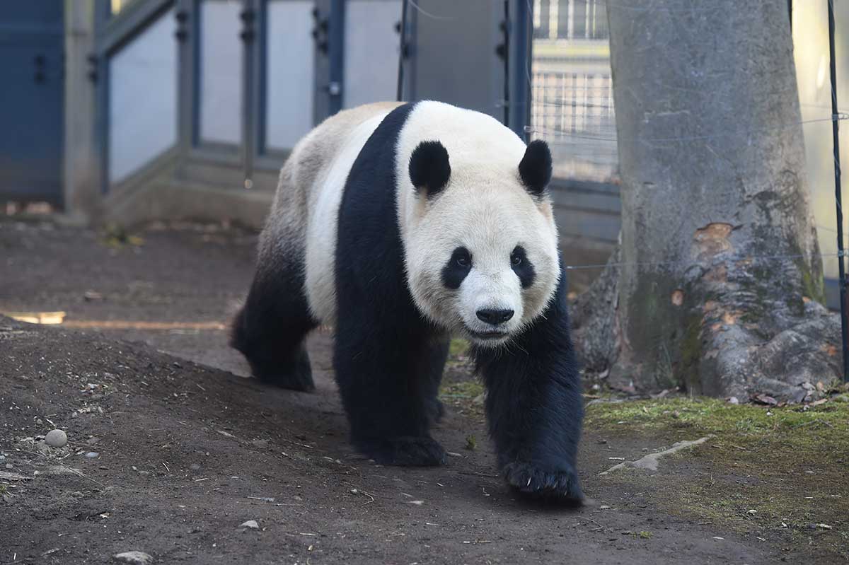 Ueno Zoological Gardens