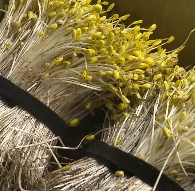 bean_sprouts_aomori
