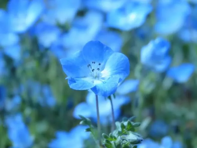 photogenic nemophila