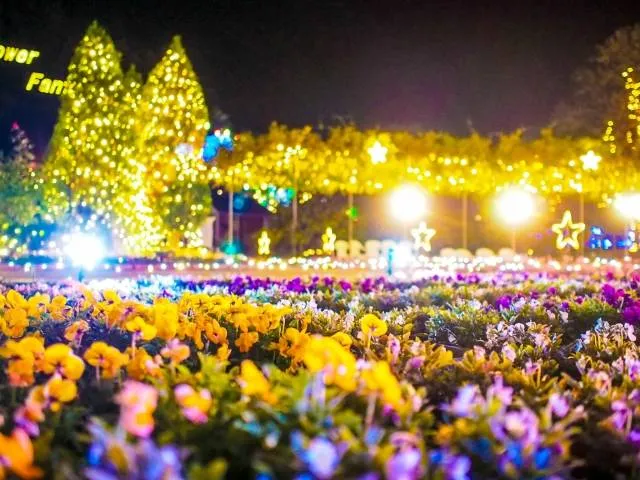 illuminationflower2