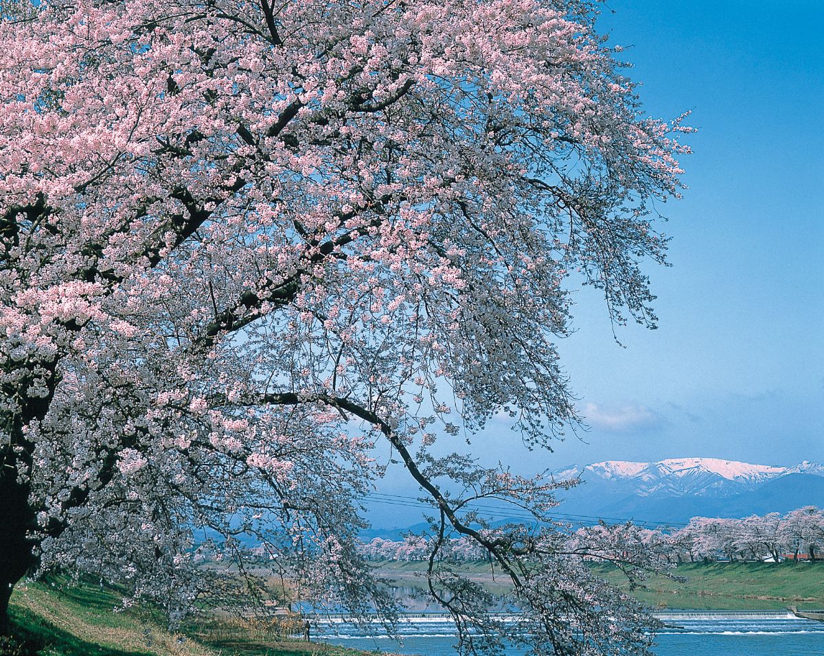 Hitome Senbonzakura Cherry Blossoms / Funaokajoshi Koen Park