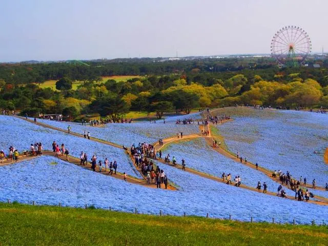 photogenic nemophila