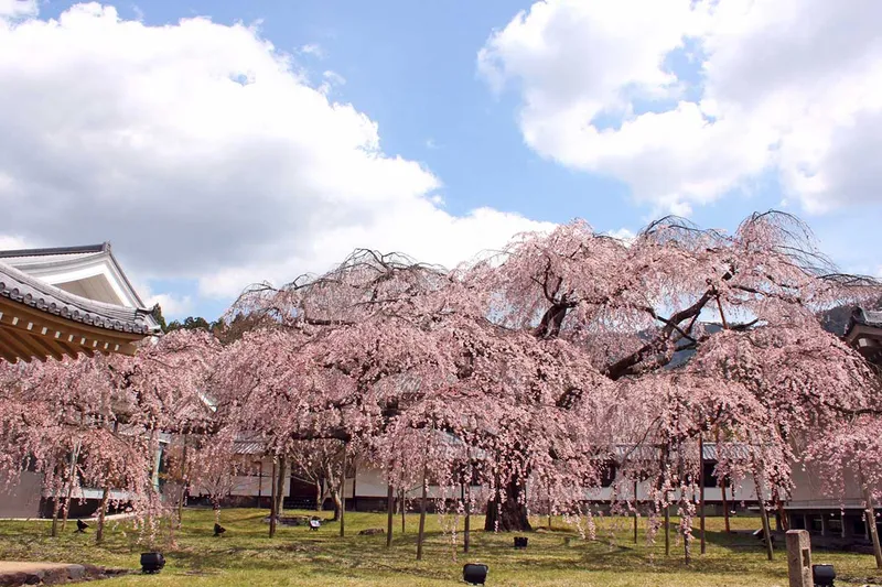 daigoji_temple
